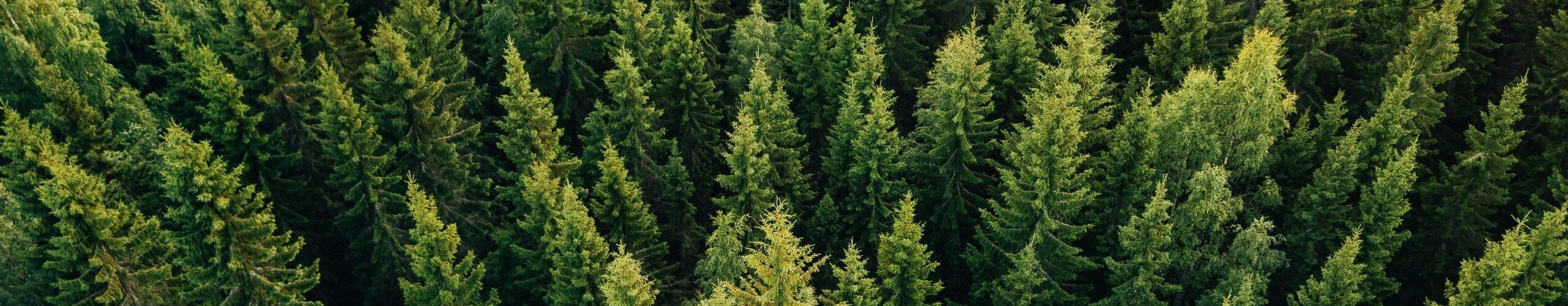 Istutetaan puita suomeen pakkaamalla paremmin